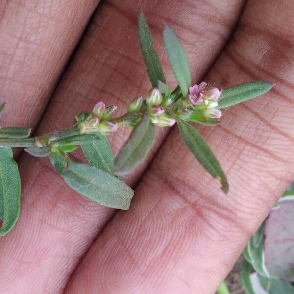 Polygonum plebeium Flor