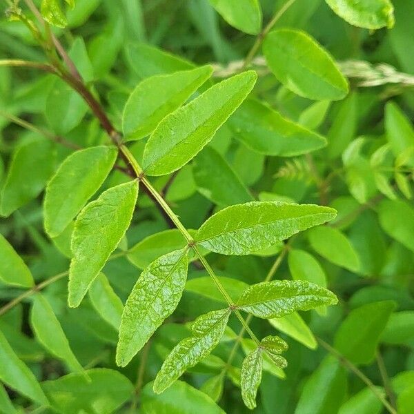 Zanthoxylum americanum Leaf