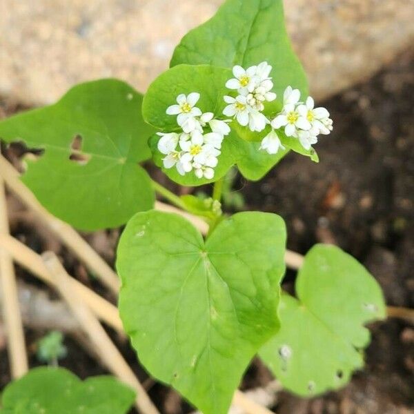 Fagopyrum esculentum Blüte