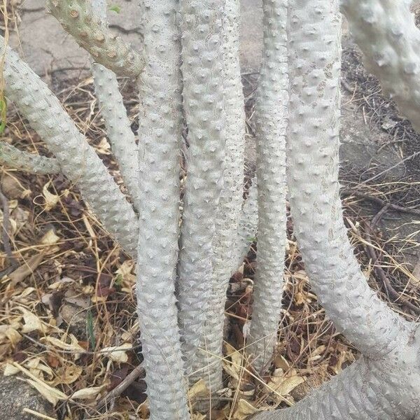 Euphorbia poissonii Bark