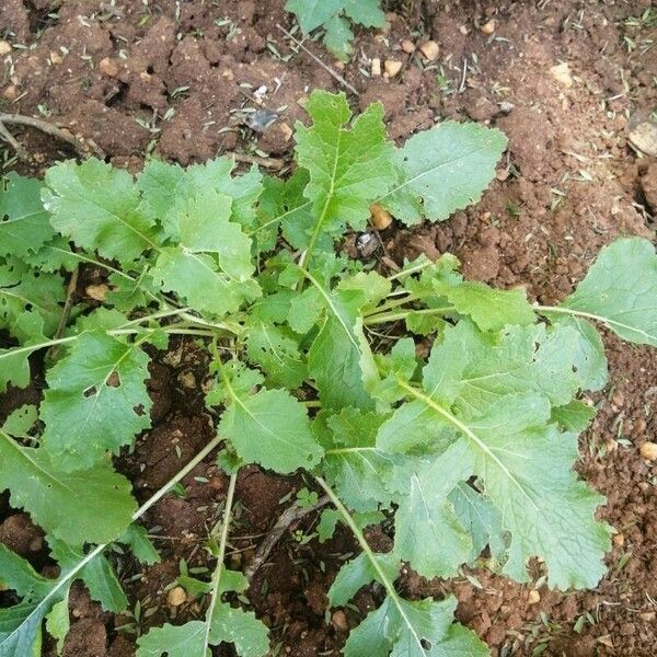 Brassica rapa Leaf