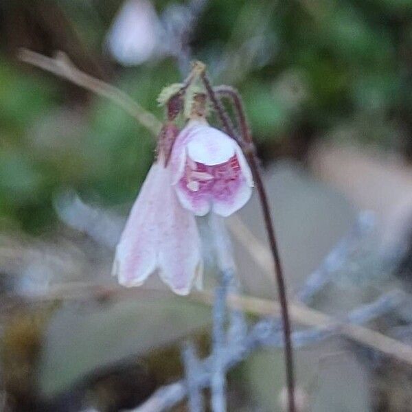 Linnaea borealis Kukka