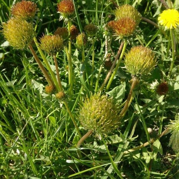 Cirsium erisithales 花