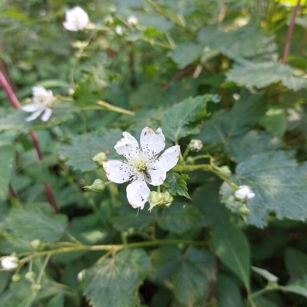 Rubus caesius Flower