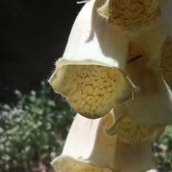 Digitalis grandiflora Blomst