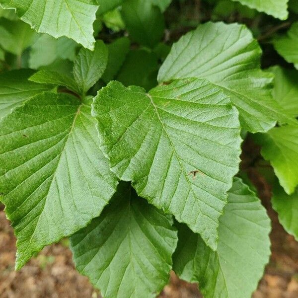 Viburnum dilatatum Leaf