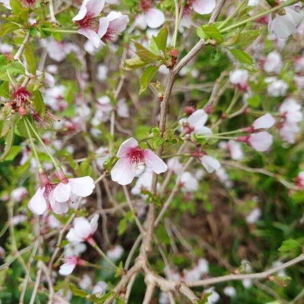 Prunus incisa Kukka