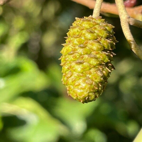 Alnus glutinosa Fruto