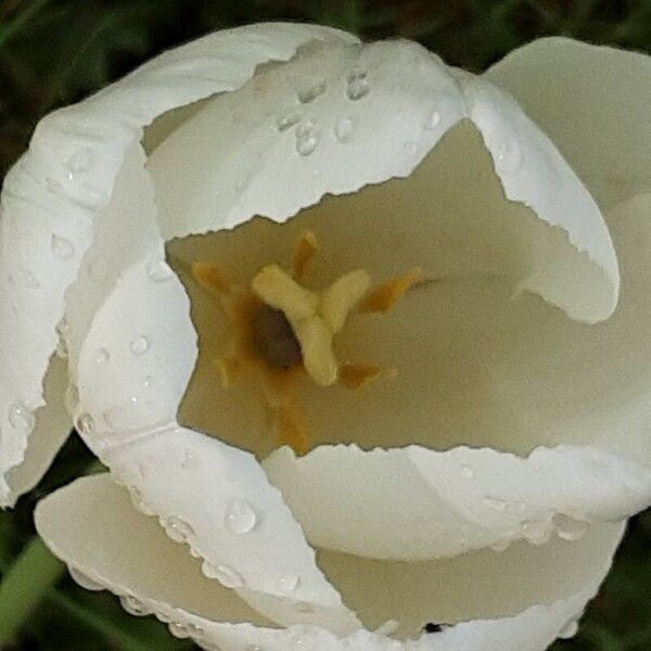 Tulipa gesneriana Flower