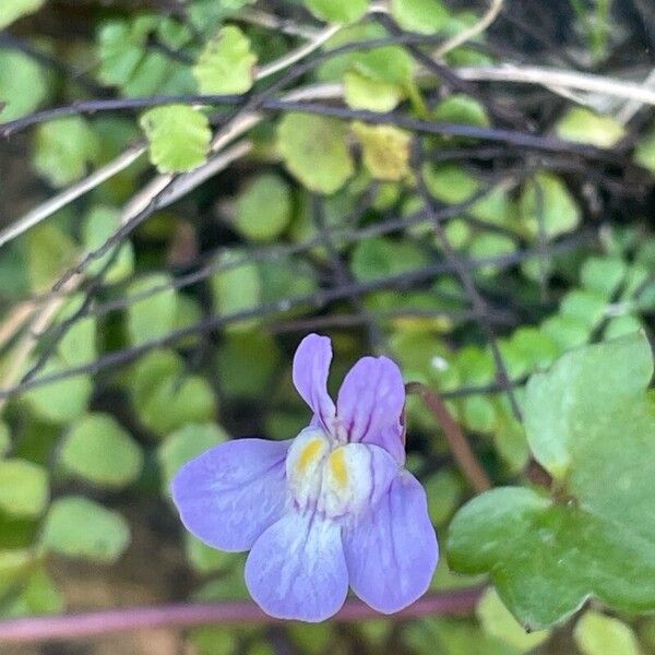 Cymbalaria muralis Λουλούδι