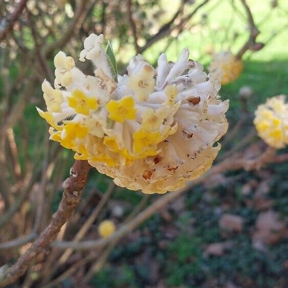 Edgeworthia chrysantha Flower