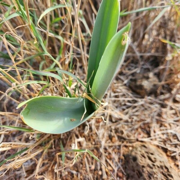 Drimia altissima Blad