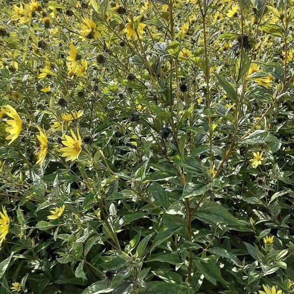 Helianthus × laetiflorus Hábito