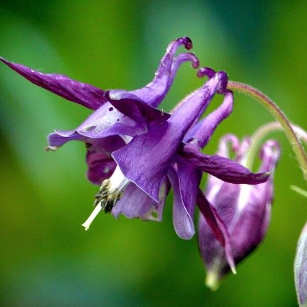 Aquilegia atrata 花