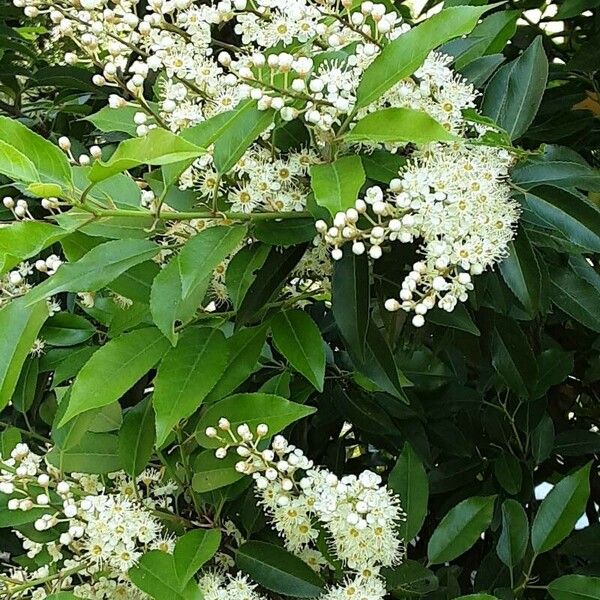 Prunus virginiana Natur