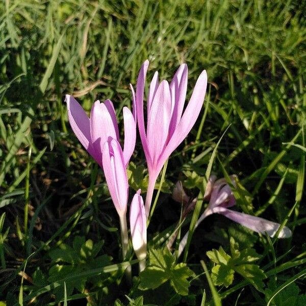 Colchicum multiflorum 花