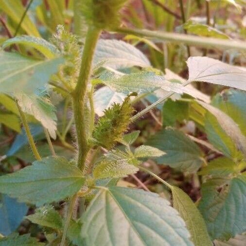 Acalypha alopecuroidea Floare