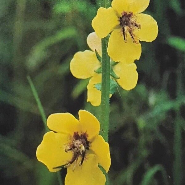 Verbascum blattaria Virág