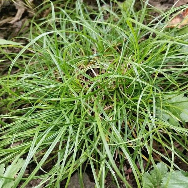 Carex umbrosa Habit