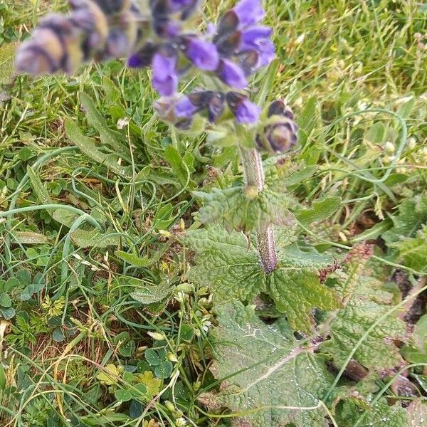 Salvia verbenaca Habitus