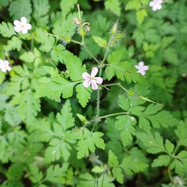 Geranium robertianum Blomma