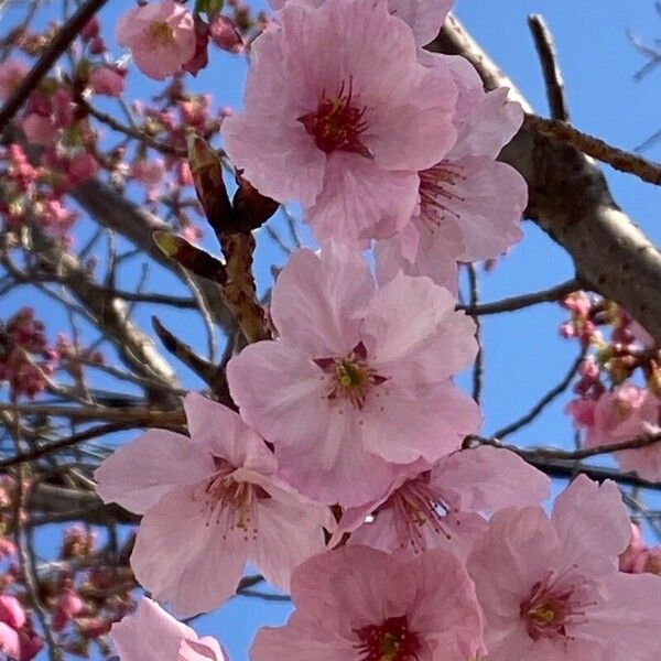 Prunus campanulata Flower