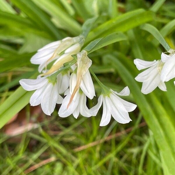 Allium triquetrum Květ