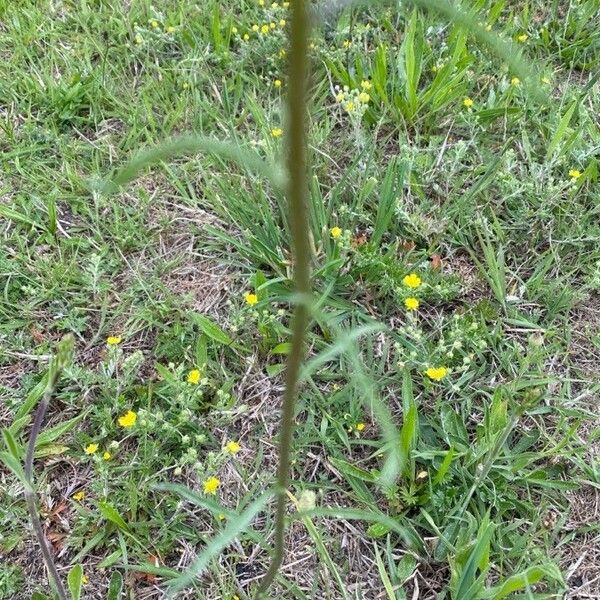 Erysimum repandum Ліст