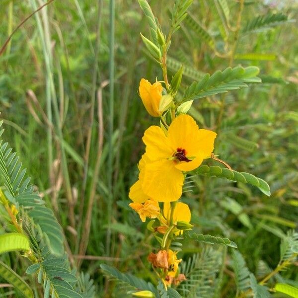 Chamaecrista fasciculata Kwiat