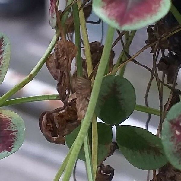 Oxalis purpurea Bark