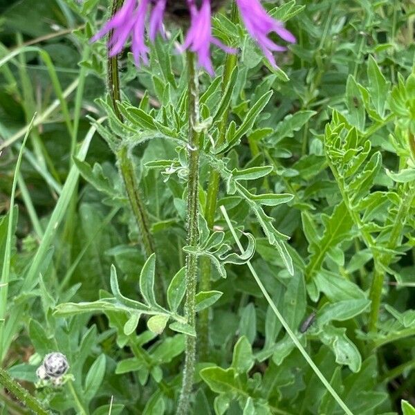 Centaurea scabiosa Folha