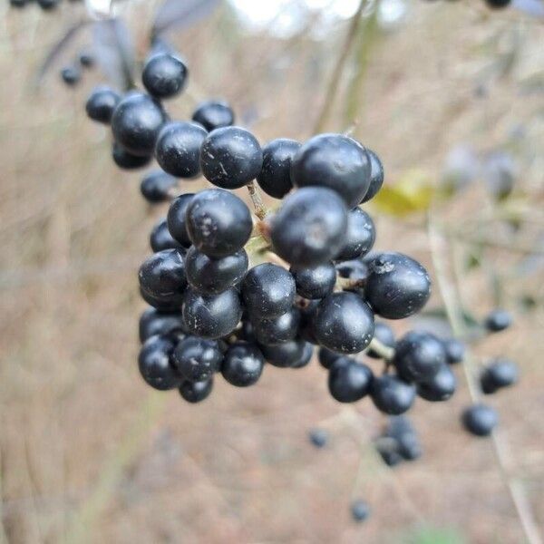 Ligustrum vulgare Plod