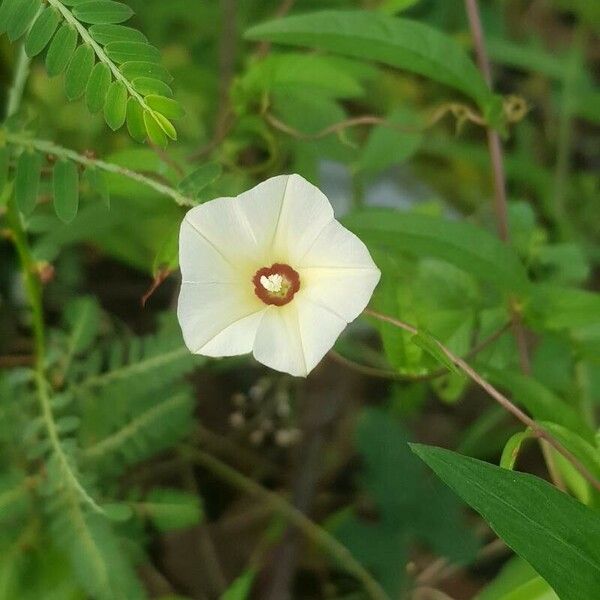 Xenostegia tridentata Flower