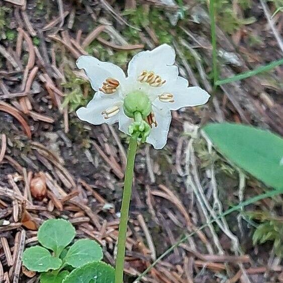 Moneses uniflora Цвят