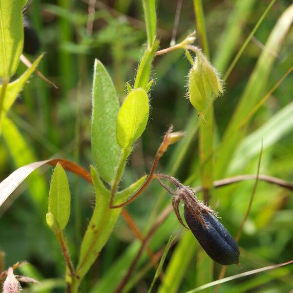 Crotalaria sagittalis Φρούτο