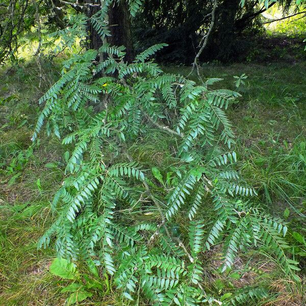 Gleditsia triacanthos Blad