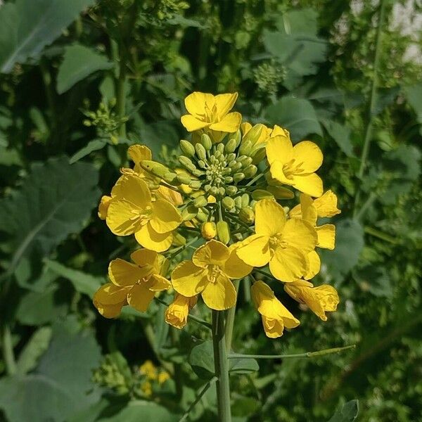 Sinapis alba Flower