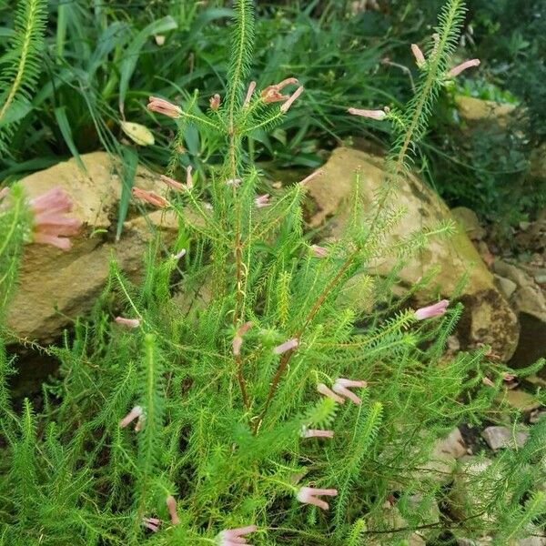 Erica curviflora 整株植物