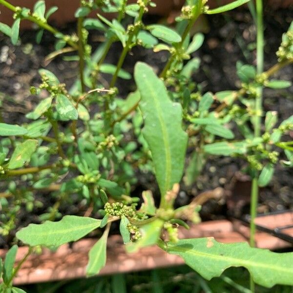 Oxybasis glauca Leaf