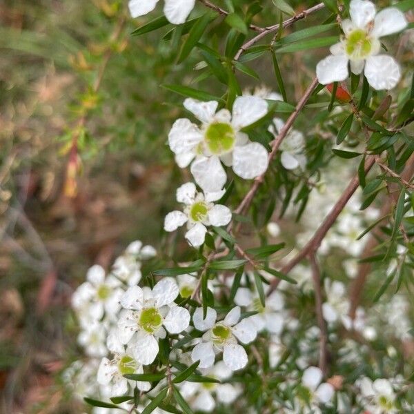 Leptospermum continentale Blomma