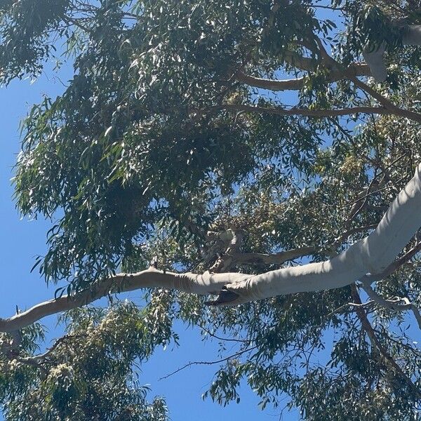 Corymbia citriodora Hoja