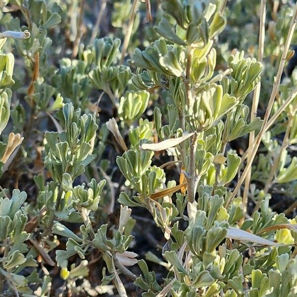 Artemisia nova Foglia