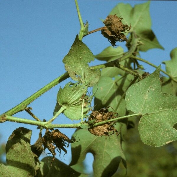 Gossypium herbaceum Fruit