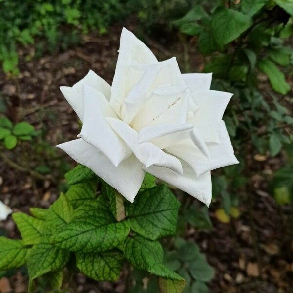 Rosa sempervirens Flower