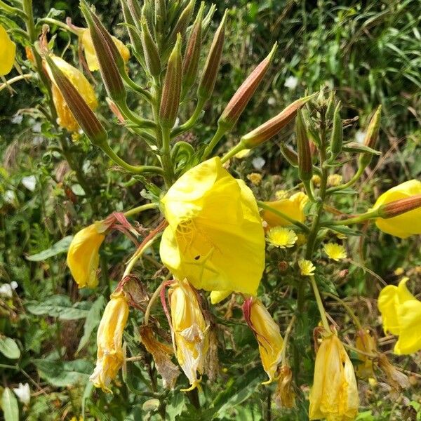 Oenothera glazioviana Blomst