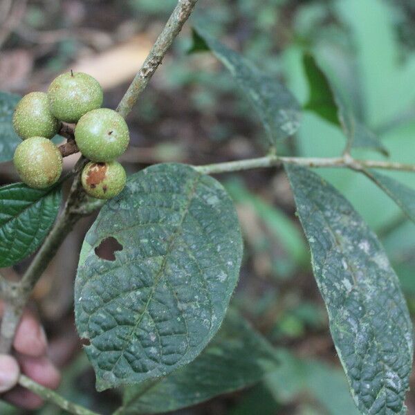 Guarea bullata Plod