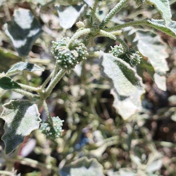 Chrozophora tinctoria Flower