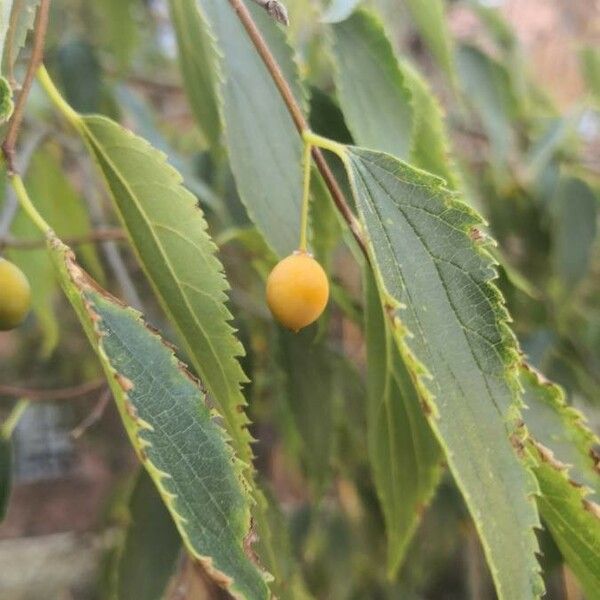 Celtis australis Frucht