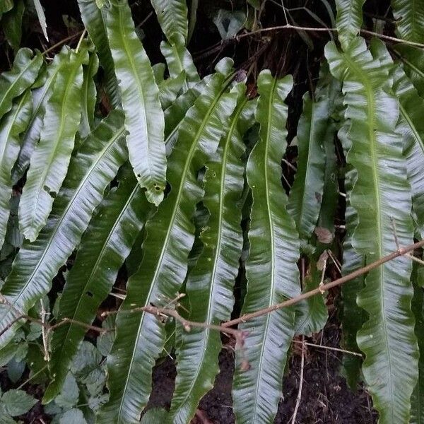 Asplenium scolopendrium Folla