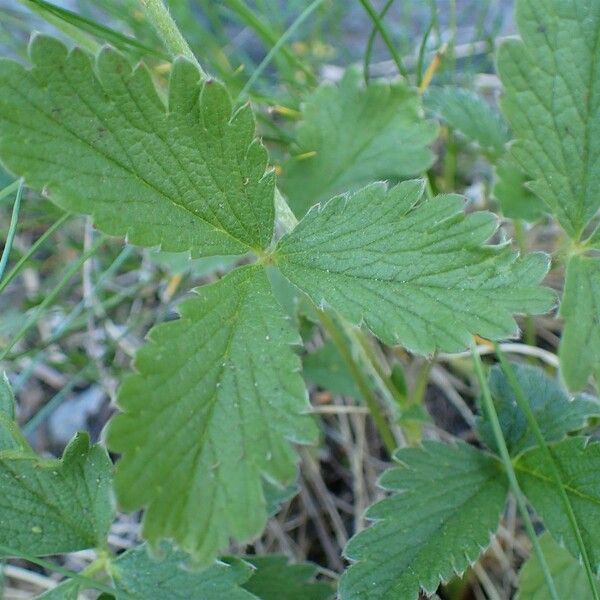 Potentilla grandiflora Leaf